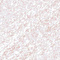 04 Gentle Petal 04 Gentle Petal